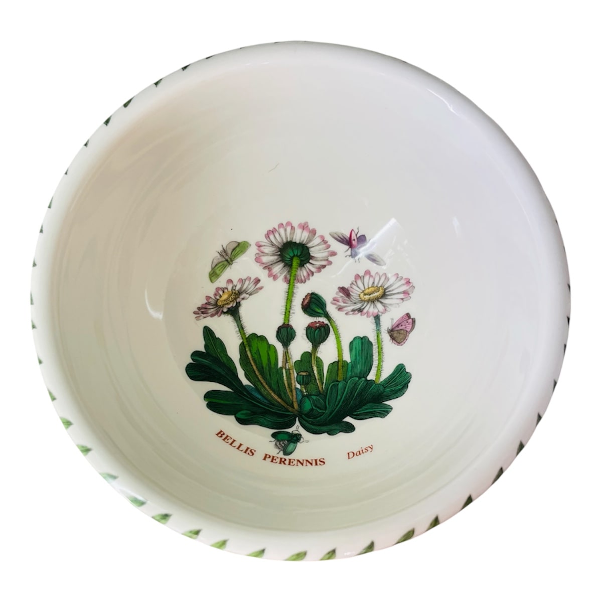 Coppetta botanic garden margherite