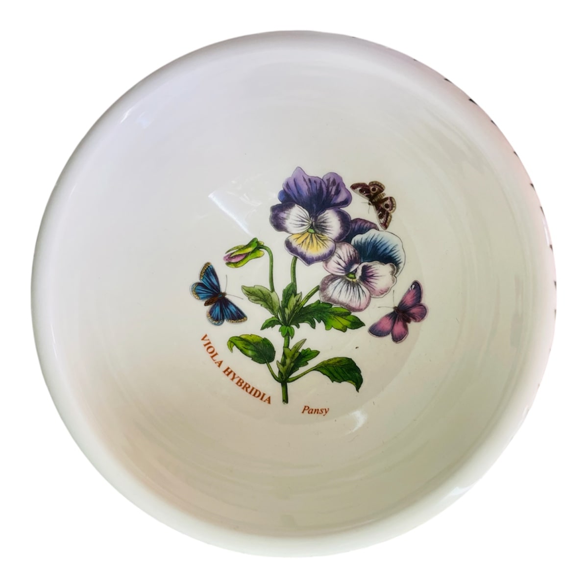 Coppetta botanic garden viola